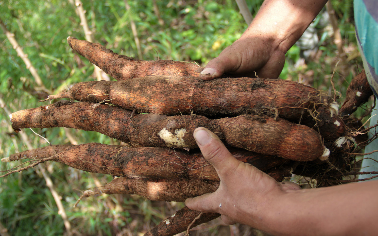 Cultivo 3